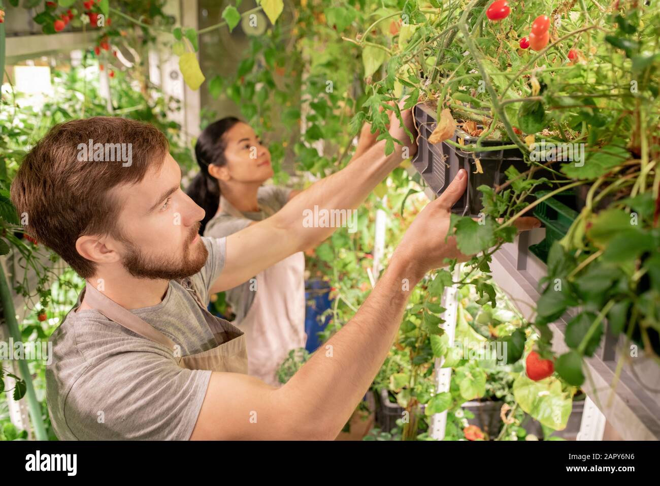Junger männlicher Arbeiter des Gewächshauses, der schwarze Kunststoffkiste mit wachsenden Tomaten nimmt Stockfoto