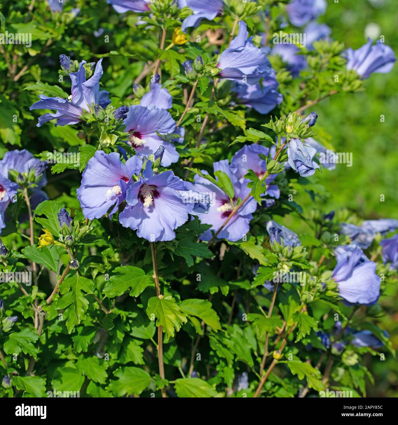 Blauer Hibiskus im Garten Stockfoto