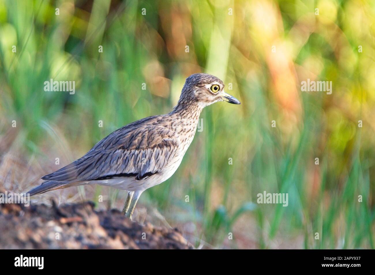 Senegal Dickknie (Burhinus senegalensis), an einer Bank, Gambia, stehend. Stockfoto