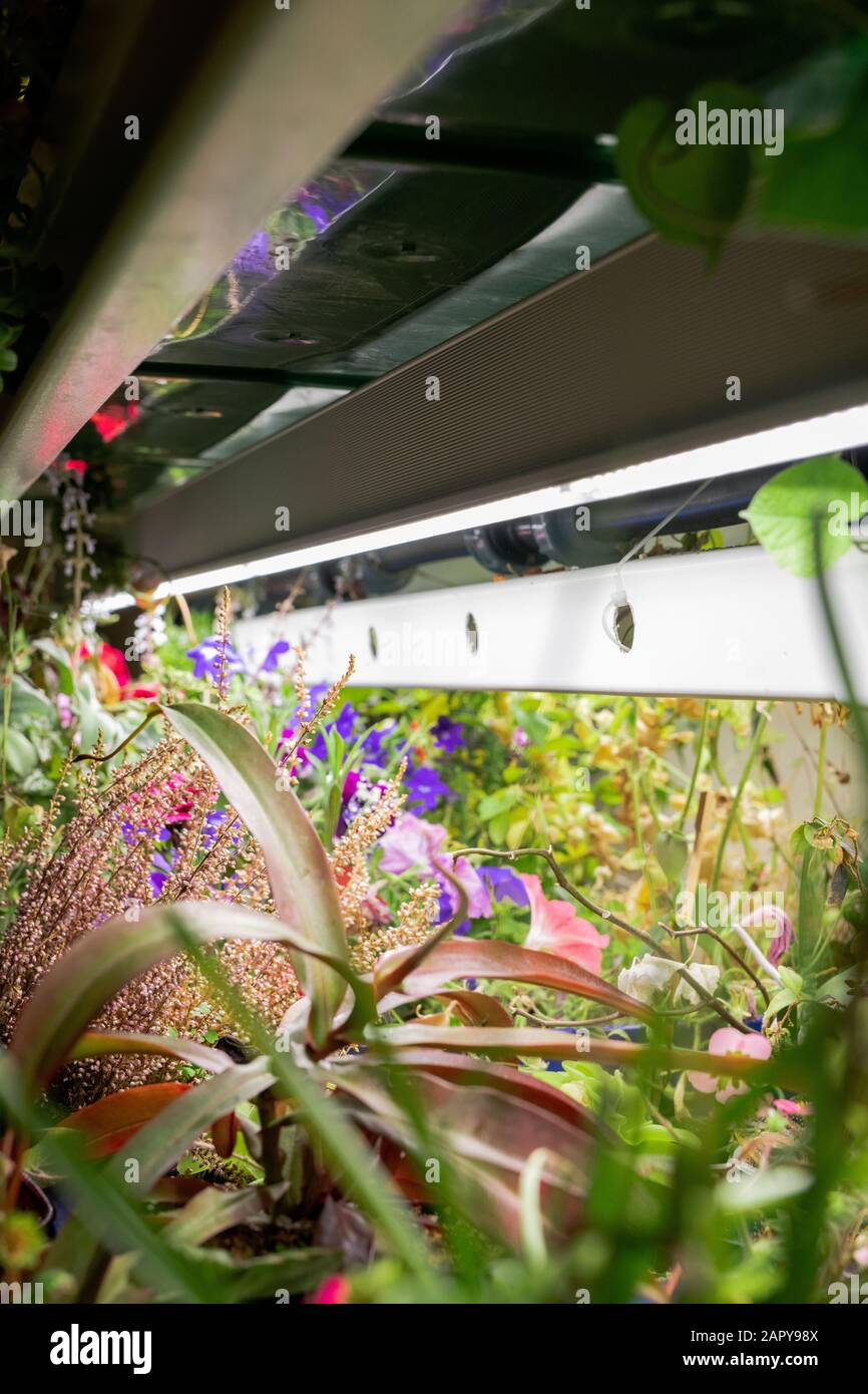 Verschiedene grüne Pflanzen und Kräuter, die auf einem langen Gartenbett wachsen Stockfoto