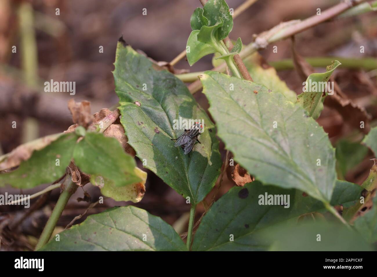 Hausfliege sitzt auf grünem Blattschuss Stockfoto