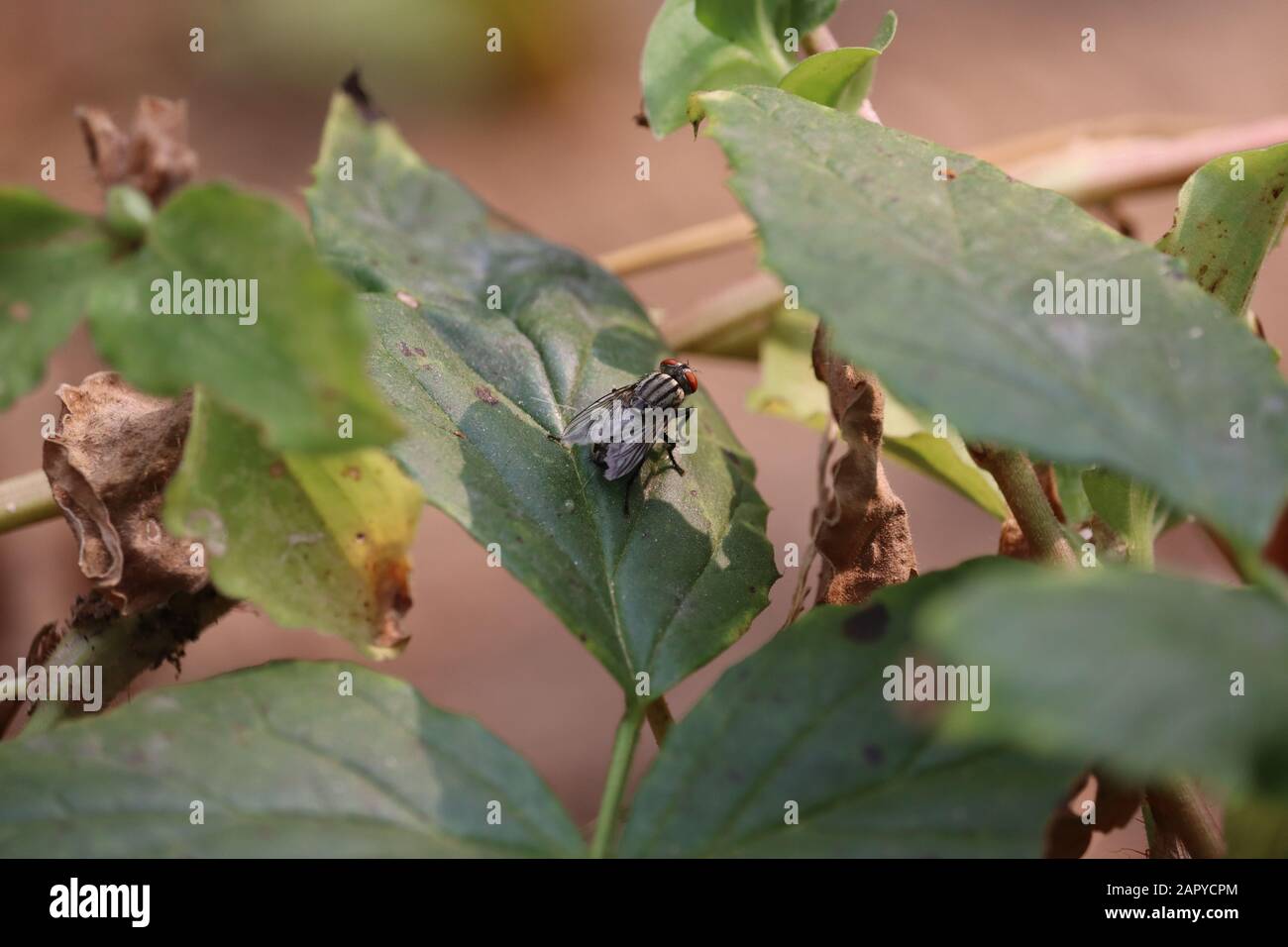 Nahaufnahme Von Housefly oder Biene Auf grünem Blatt Stockfoto