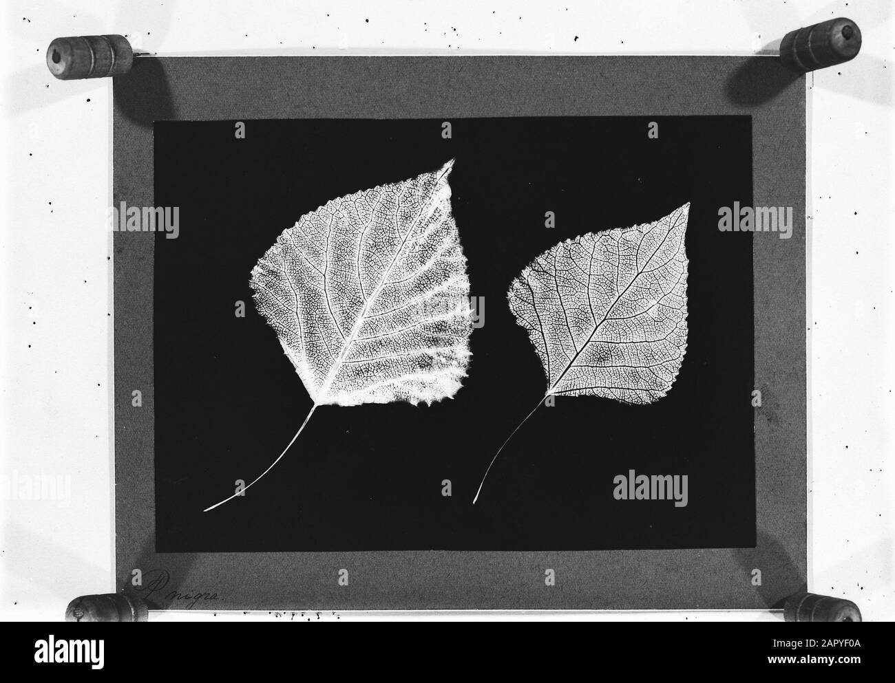 Pappeln, Blätter Datum: Undatierte Stichwörter: Blätter, Pappeln Stockfoto