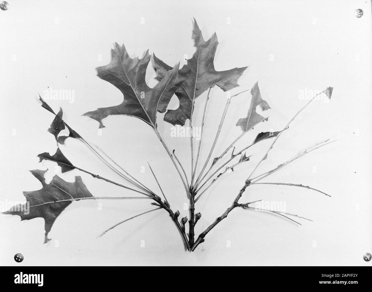 Branches, Damages, american Oak Date: Undated Keywords: Damages, Branches Personal Name: American Oak Stockfoto