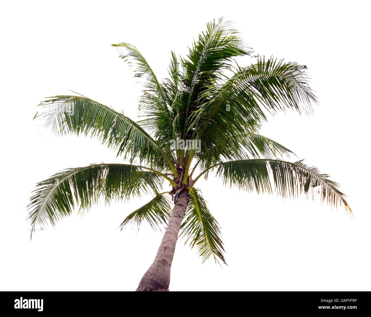 Krone einer Palme aus Kokosnuss isoliert auf weißem Hintergrund Stockfoto