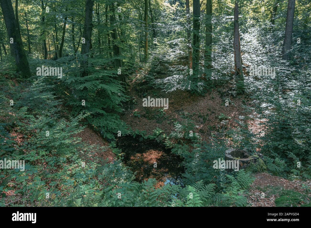 Zwischen den Bäumen des Waldes fließen irgendwo in Den Niederlanden kleine Bäche Stockfoto