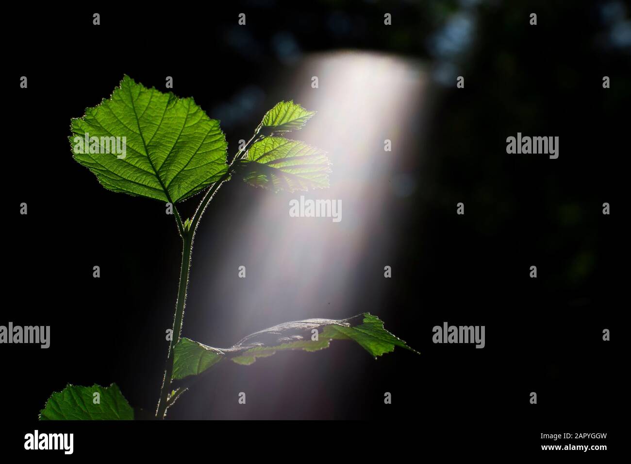 Weichzeichner mit geringer Tiefenschärfe. Grün sprießen eines jungen Zweig der Bush von Hazel von der Sonne mit einem sichtbaren Licht beleuchtet. Unfiltere Stockfoto