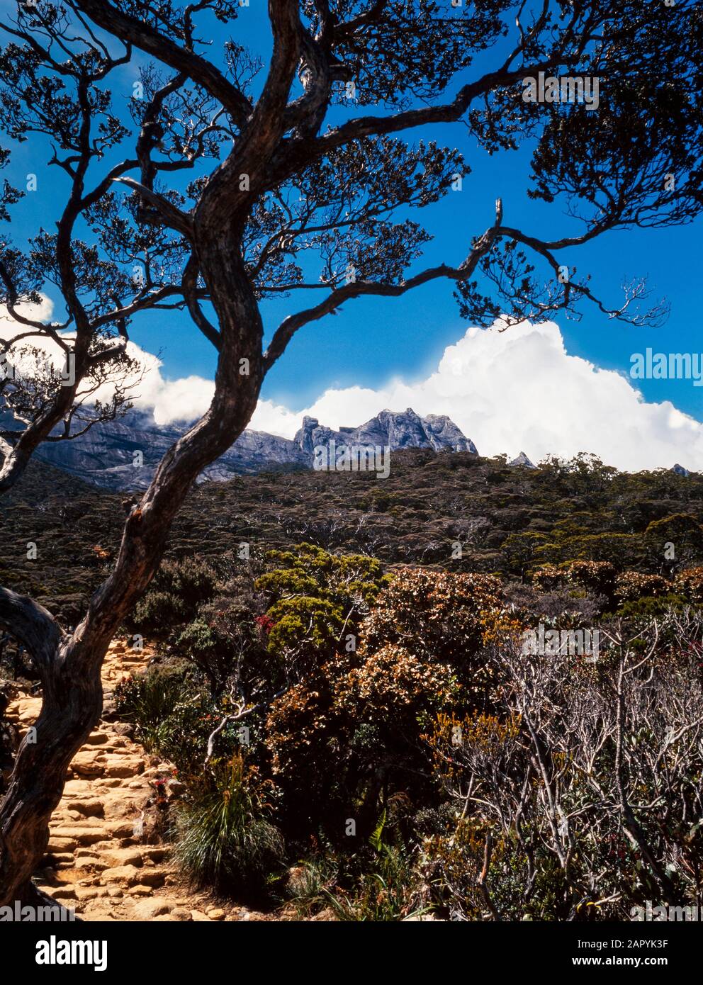 Mount Kinabalu Nationalpark, Sabah, Malaysia. Summit Trail, Blick auf die Gipfel im Hintergrund, trail Schritte im Vordergrund. Stockfoto