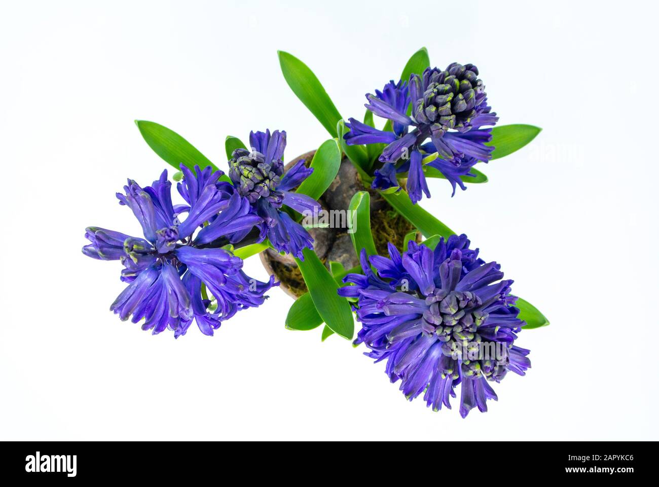 Violette Hyazinthe mit weißem Hintergrund Stockfoto