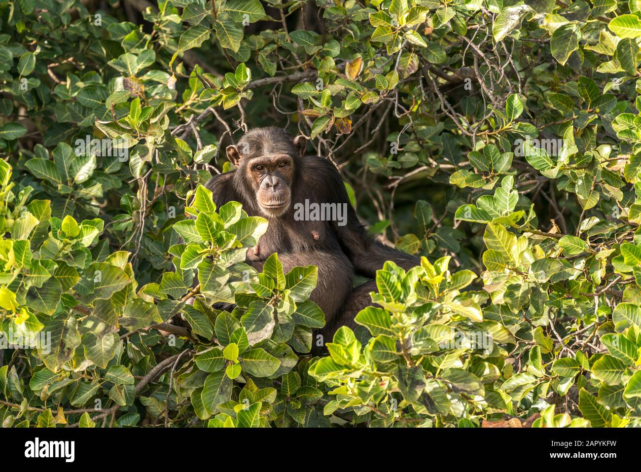 Schimpanse auf Baboon Island, River Gambia National Park, Gambia, Westafrika Schimpanzee auf Baboon Island, River Gambia National Park, Gambia, Wes Stockfoto