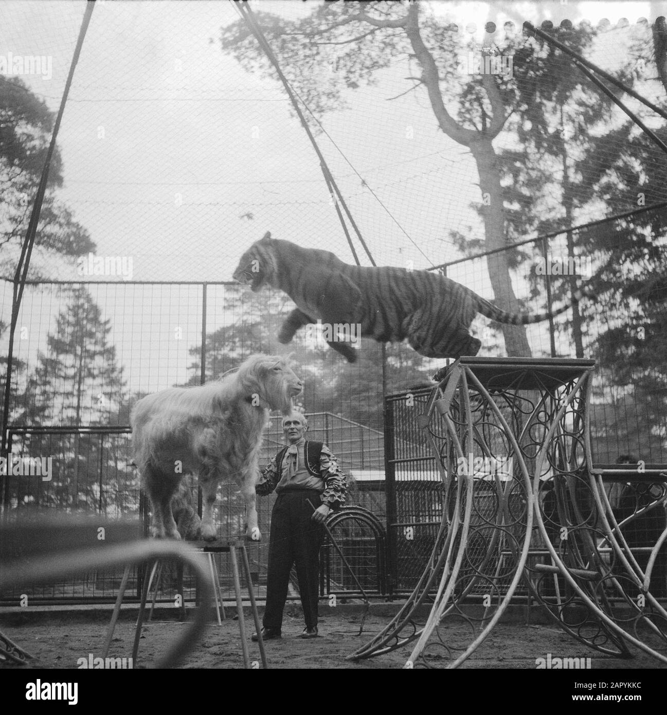 World First Tiger Dressur im Tierpark Amersfoort Datum: 14. Dezember 1959 Ort: Amersfoort Stichwörter: IERPARKS, World Premiers, Tiger-Dressur Stockfoto