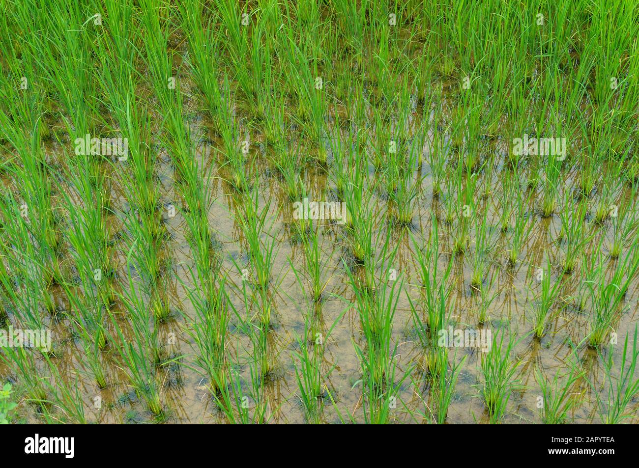 Agrarlandschaft von neuen Reispflanzen, die auf einem Reispfaddy wachsen. Stockfoto