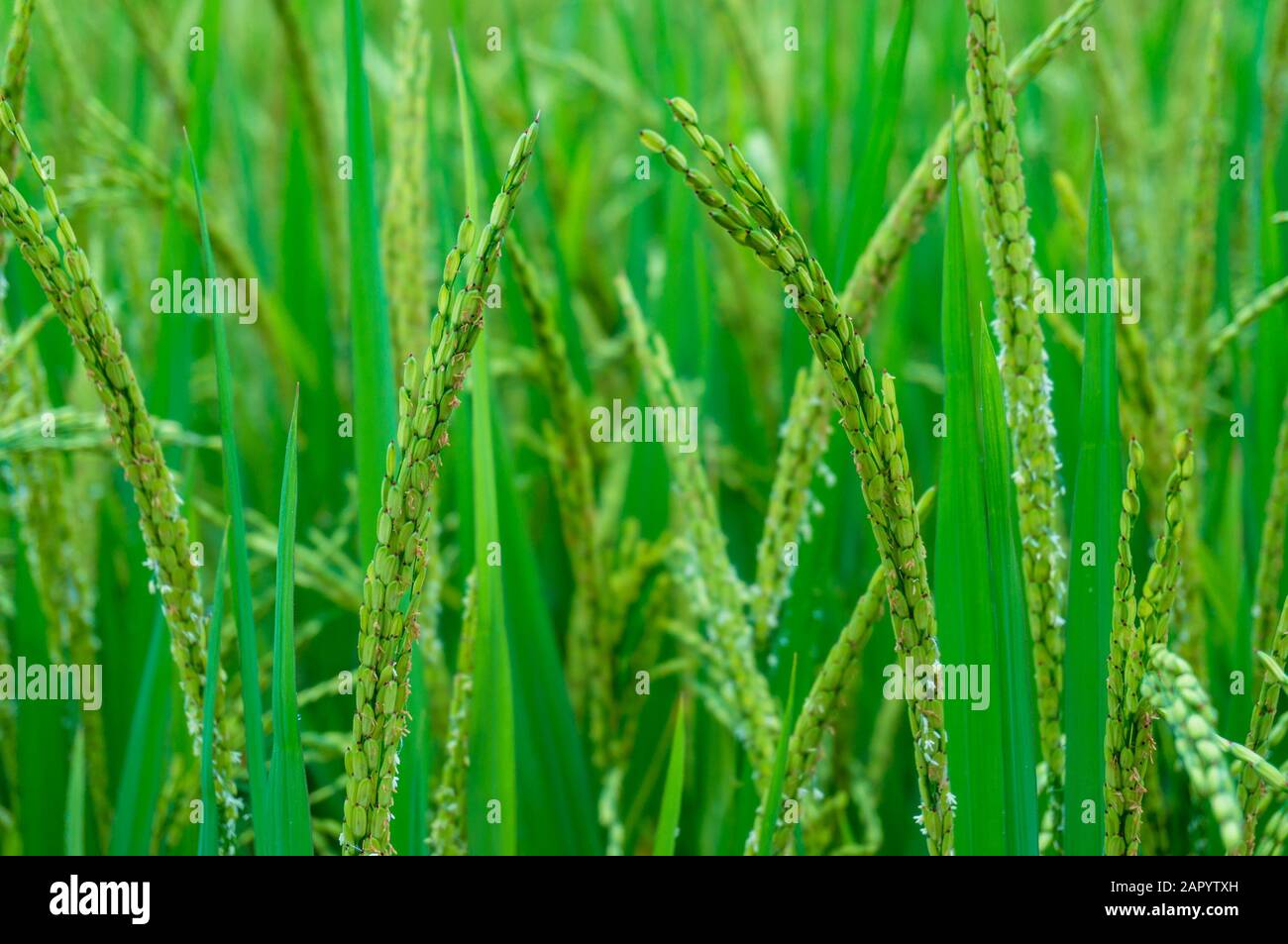 Reifer Reis Nahaufnahme, Ohr der Reisnatur Hintergrund Stockfoto