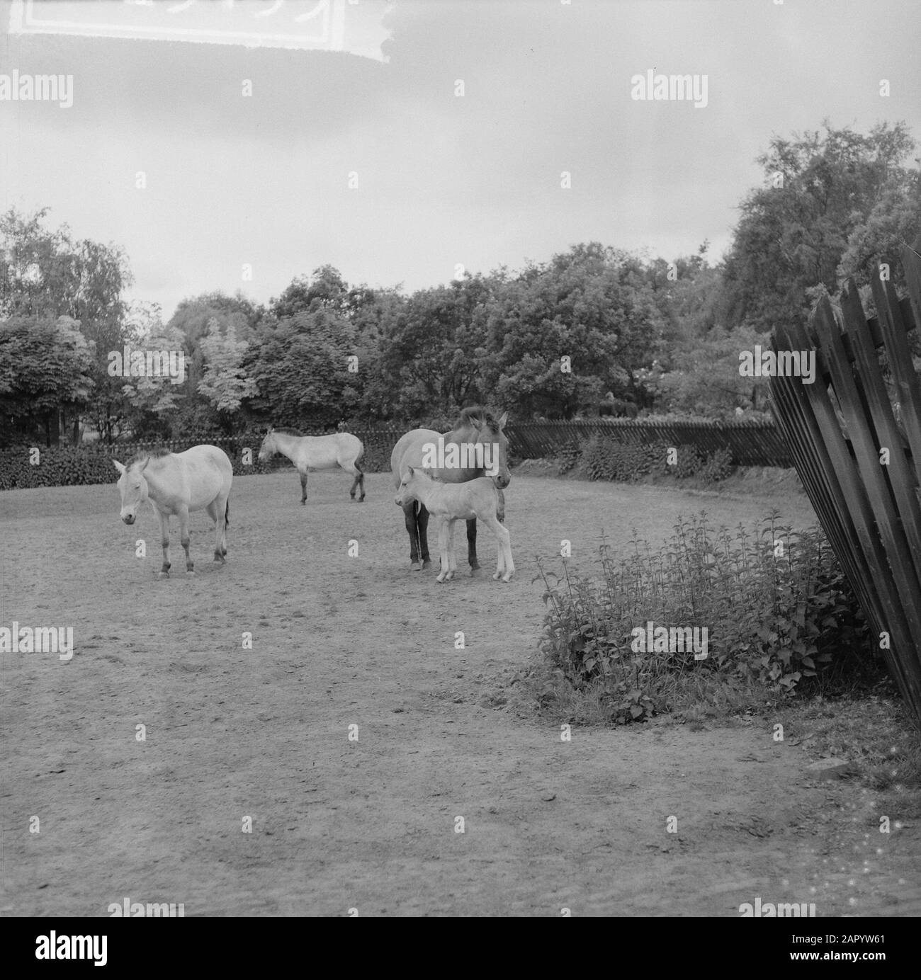 Przewalskipaardje in Blijdorp. Mutter und Sohn Poljako in de wei Datum: 24. Mai 1961 Ort: Rotterdam, Zuid-Holland persönlicher Name: Przewalskipaardje Institutionenname: Blijdorp Stockfoto Przewalskipaardje in Blijdorp. Mutter und Sohn Poljako in de wei Datum: 24. Mai 1961 Ort: Rotterdam, Zuid-Holland persönlicher Name: Przewalskipaardje Institutionenname: Blijdorp Stockfoto