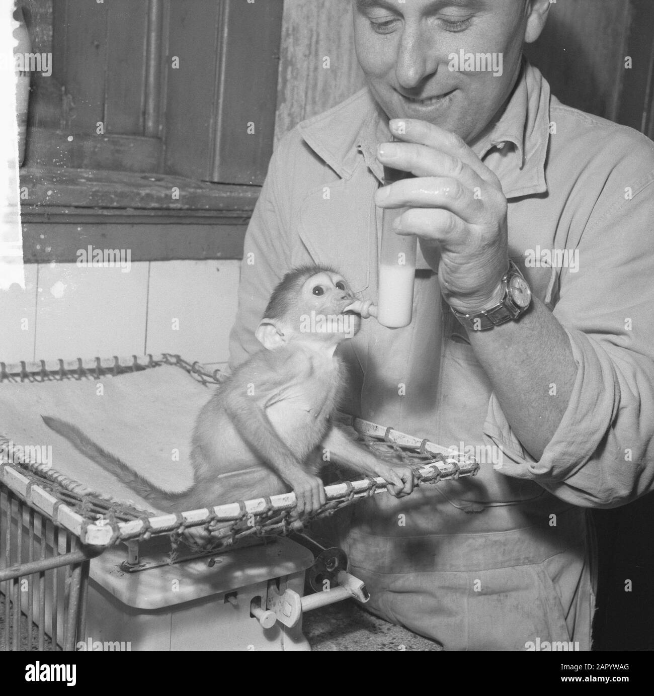 Mangabay-Affe wird nach Flaschen-Datum erhoben: 4. April 1961 Stockfoto