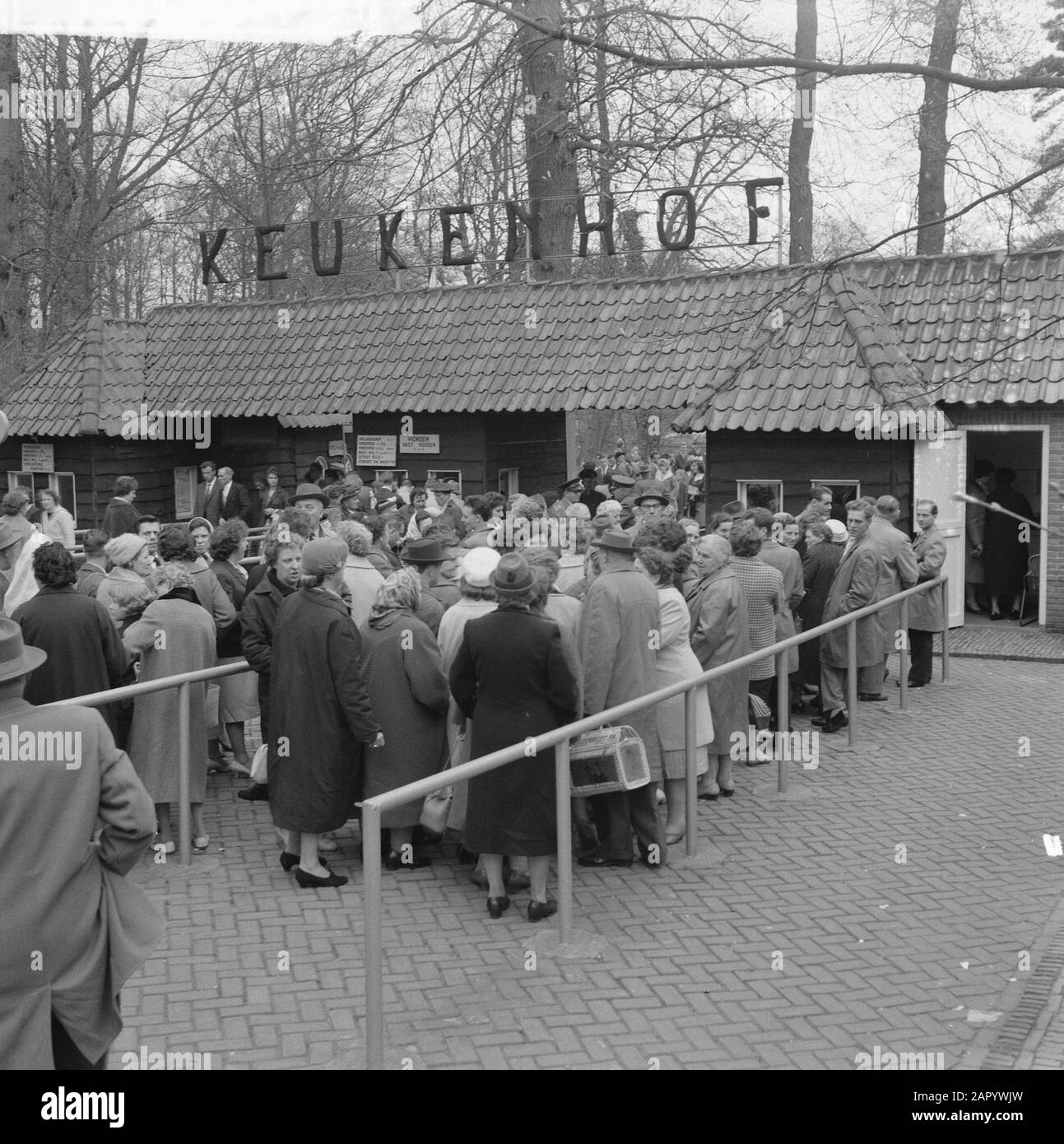 Drucklegung auf dem Keukenhof Datum: 16. april 1961 Schlagwörter: Printtes Institutionenname: Keukenhof Stockfoto