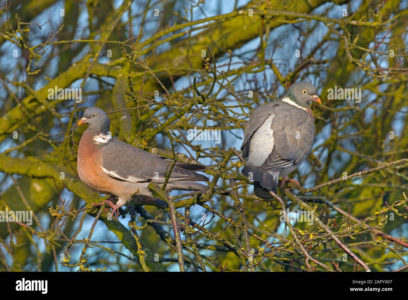 Ringeltaube Columba Palumbus im Flug Stockfoto