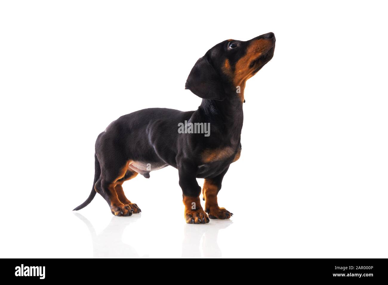Lustiger Wursthund, Dachshund Welpe posiert isoliert auf weißem Hintergrund Stockfoto