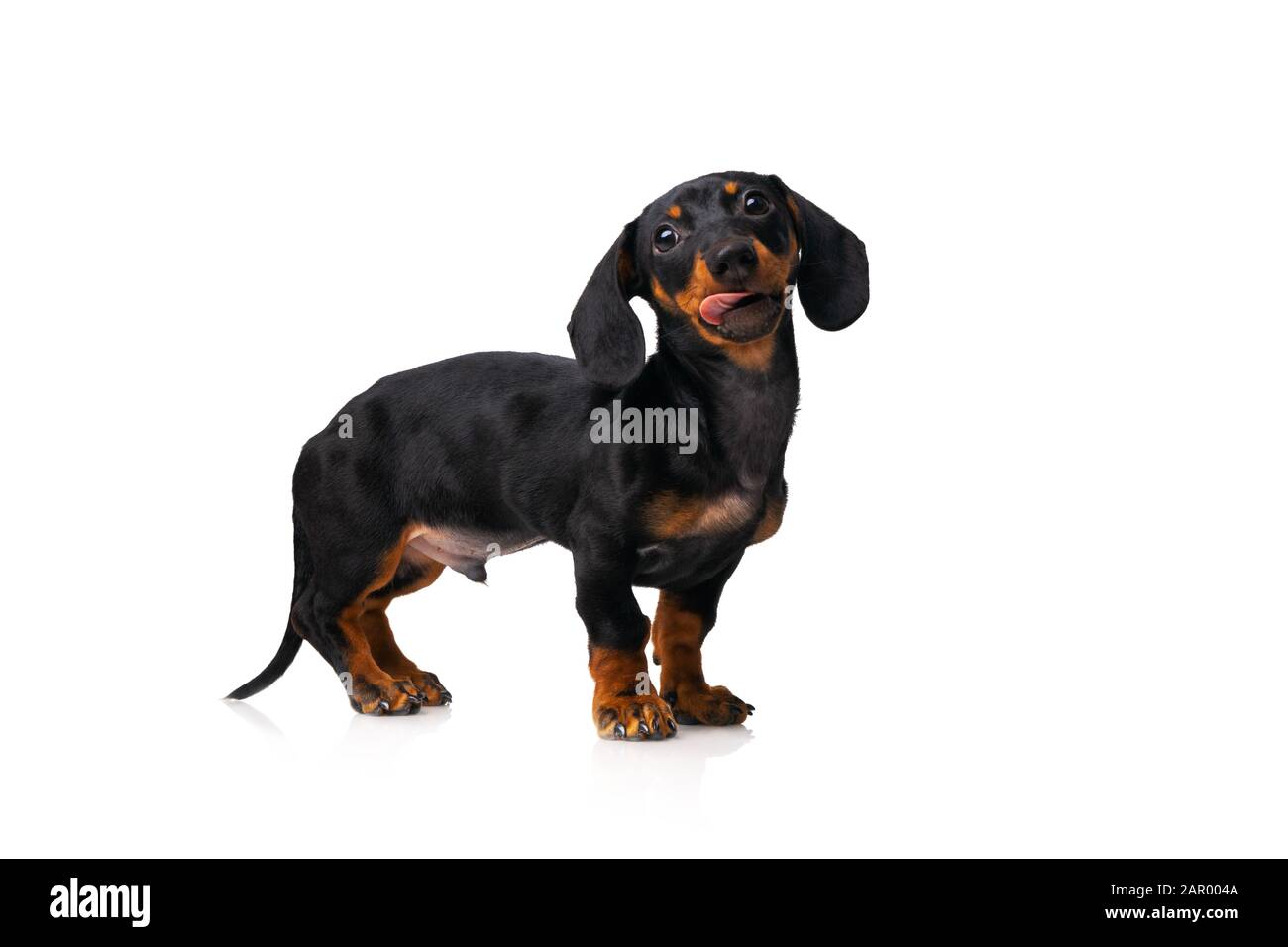 Lustiger Wursthund, Dachshund Welpe posiert isoliert auf weißem Hintergrund Stockfoto