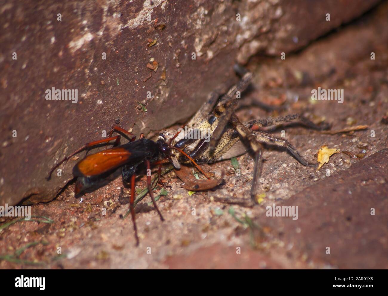 Spinne, die Wespe isst, Pompiliiden Sp. Mit ihr ist Regenspinne ( Palystes superciliosus) Beute 9 Stockfoto