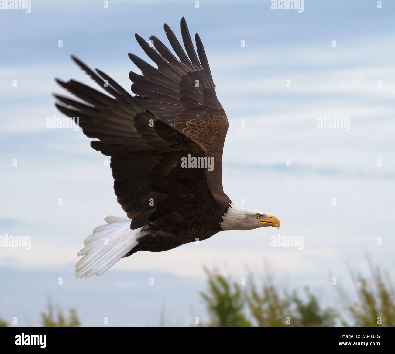 Kahladler, Haliaetus leucocephalus, der mit ausgestreckten Flügeln entlang der Baumgrenze fliegt. Zweck und Leistung zeigen. Stockfoto