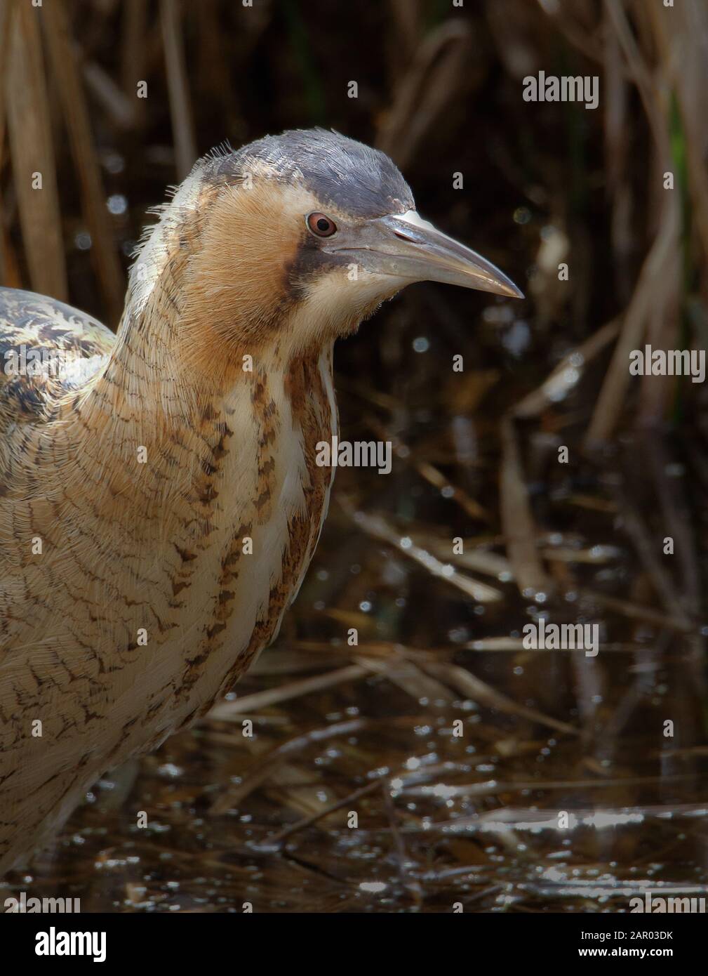 Hinterleuchtete Kopfschuss eines schüchternen Bitterns, Botaurus stellaris, der unter Schilf auf der Jagd steht und nach Nahrung, Fisch sucht. In Blashford Lakes UK eingenommen Stockfoto