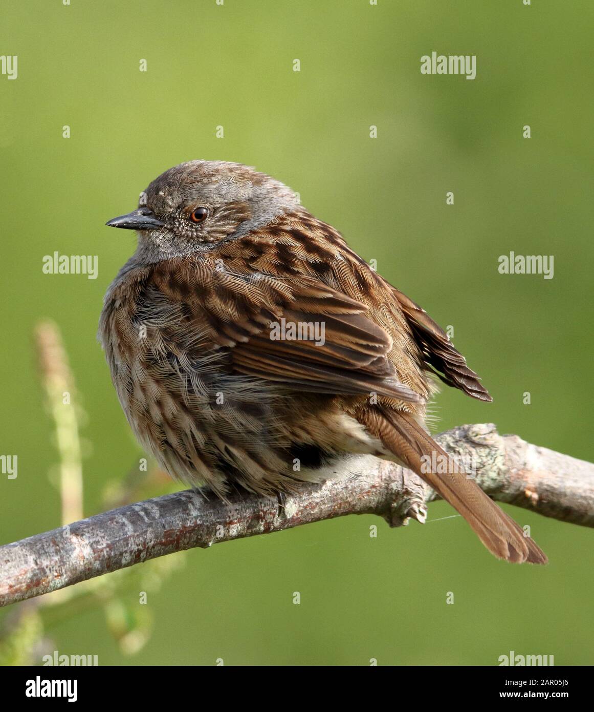 Dunnock, Prunella modularis flufft vor den kalten Temperaturen, die auf einer Perücke mit diffus grünem Hintergrund ruhen. Stanpit Marsh UK. Stockfoto