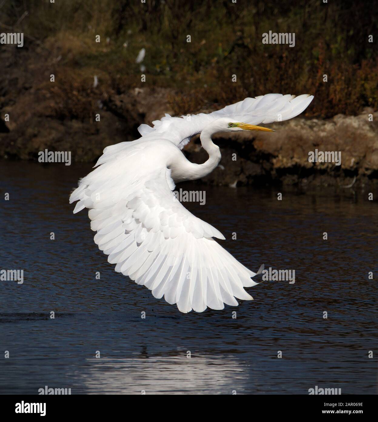 Great White Egret, Ardea alba gleiten ein und landen in den Schals auf einem Salzmarschen mit ausgestreckten Flügeln. In Lodmoor UK eingenommen Stockfoto