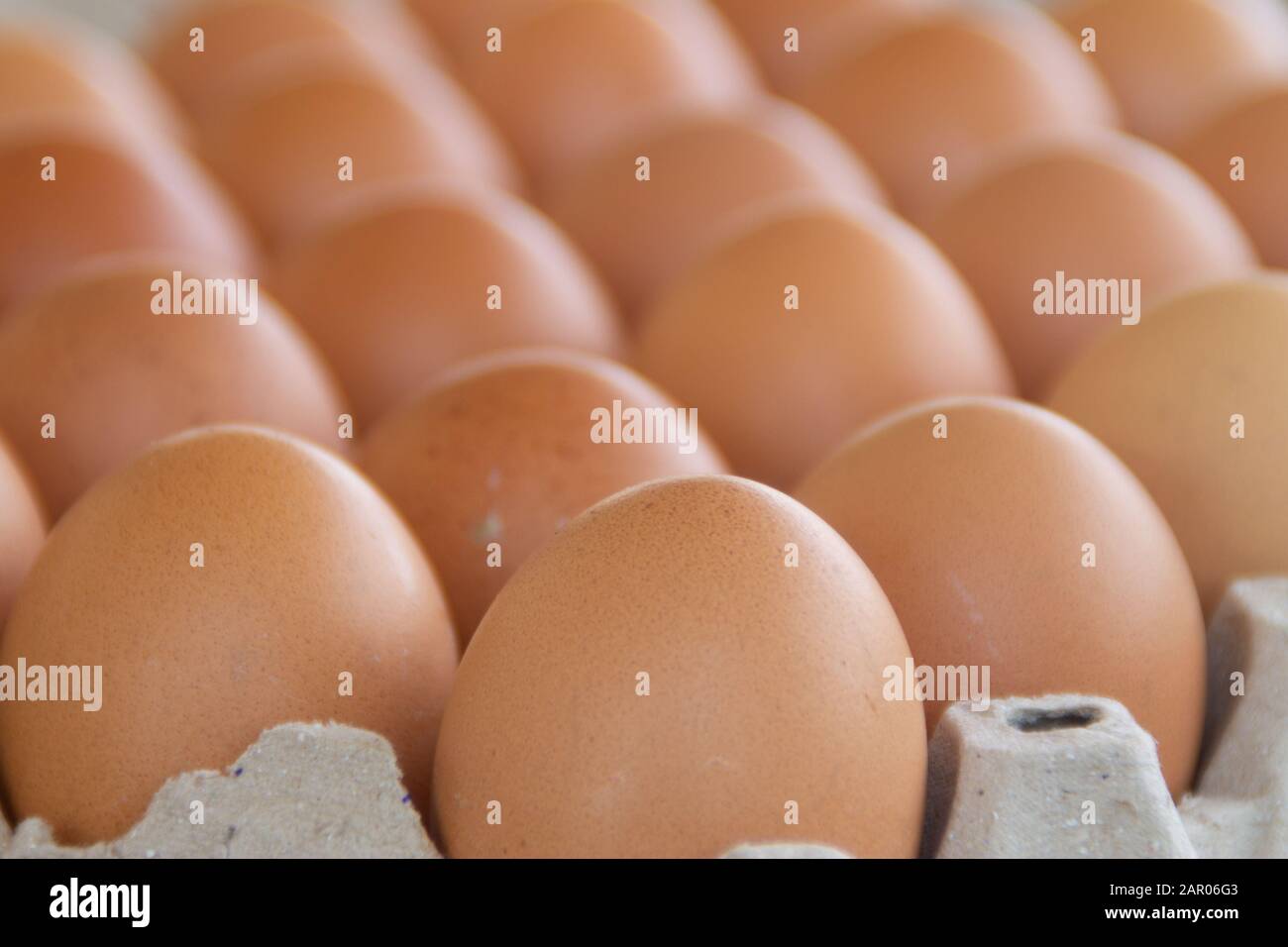 Braune Hühnereier sind in der Schale zum Verkauf auf dem Markt. Eier sind gutes Protein. Die Eier werden in einem Tablett der gleichen Größe angeordnet. Stockfoto
