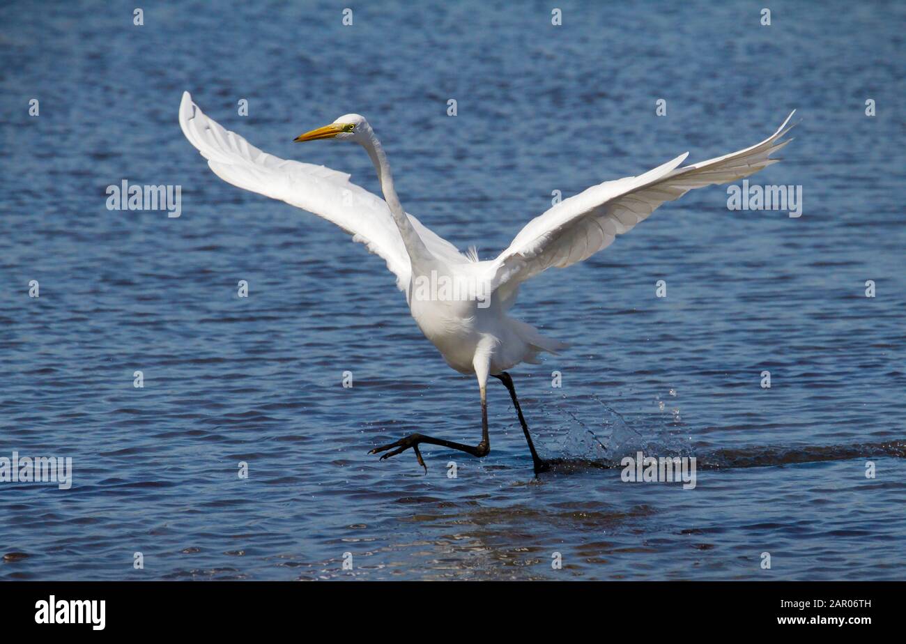 Great White Egret, Ardea alba, Streifen, laufen, gehen durch die Schals auf der Suche nach Essen mit ausgestreckten Flügeln. In Lodmoor UK eingenommen Stockfoto