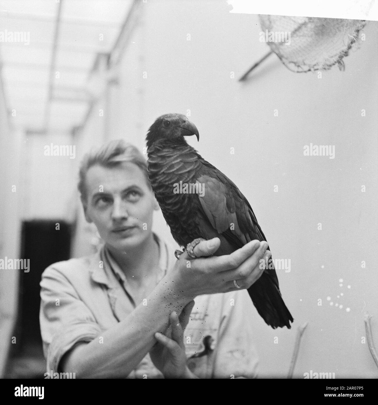 King der Loeris seltener Vogel in Artis aus Neuguinea Datum: 27. September 1962 Ort: Amsterdam, Noord-Holland Stichwörter: Zoos, Vogel-Anstalt Name: Artis Stockfoto