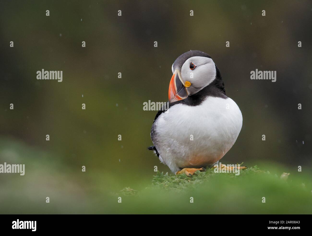 Puffin, Fratercula arctica, steht auf einem Klippchen im Regen und wirkt traurig, verträumt und wehmütig, wie es seitlich aussieht. Auf Skomer Island UK aufgenommen Stockfoto