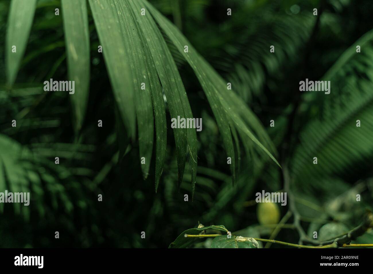 Grüne Blätter vor schwarzem Hintergrund Stockfoto