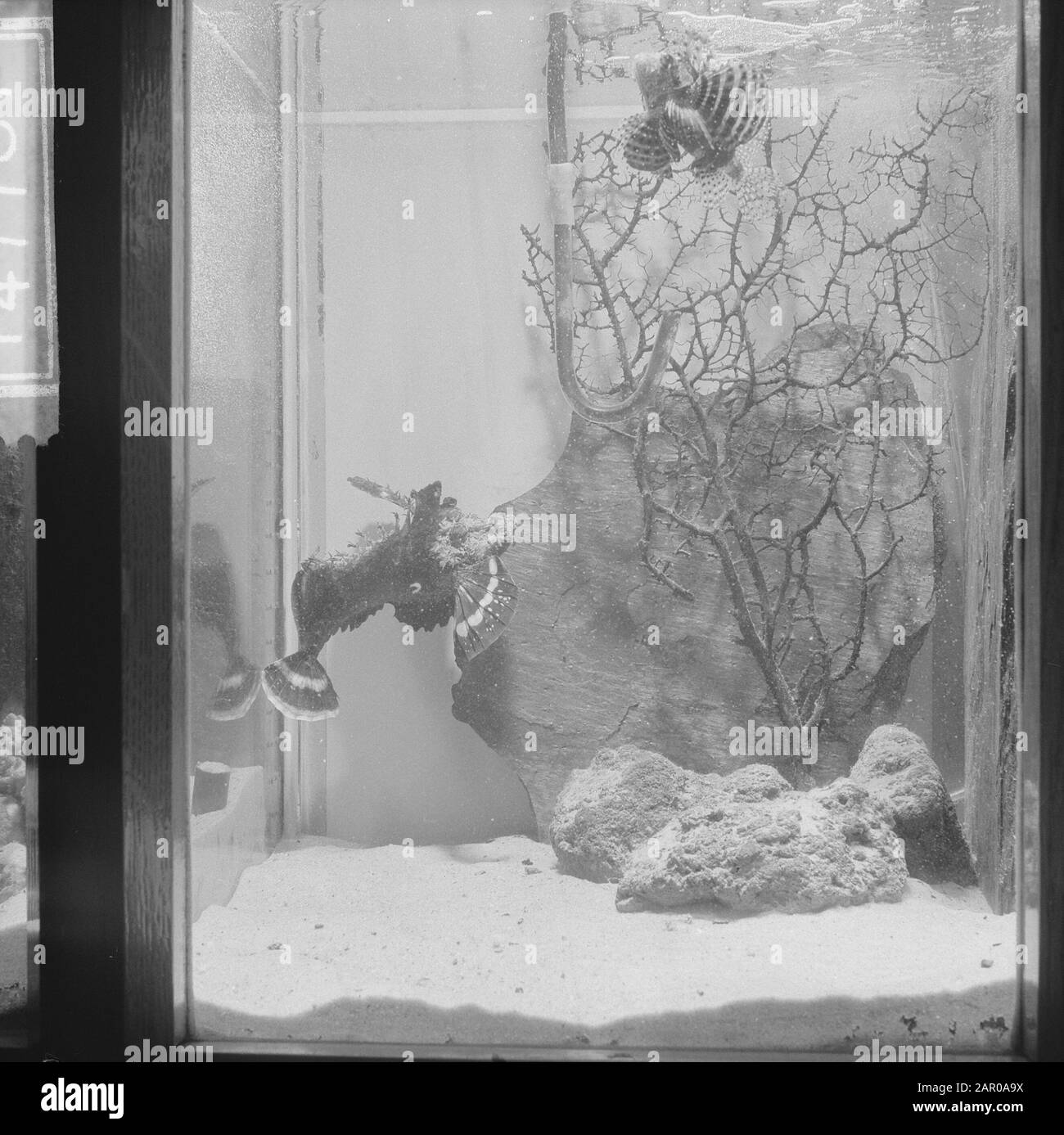 Giftiger Fisch in der Welt in Artis, de Devil Fish Datum: 1. Februar 1963 Standort: Amsterdam, Noord-Holland Schlüsselwörter: Zoos Institutionenname: Artis Stockfoto