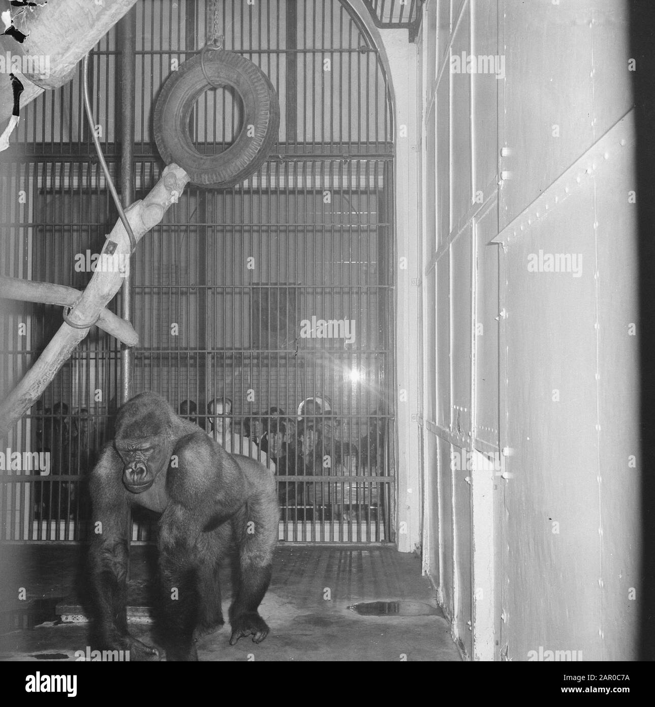 Gorilla Babar in Artis verheiratet mit Gorilladame in der Provinz Noord-Holland Datum: 16. april 1963 Ort: Amsterdam, Noord-Holland Schlüsselwörter: Zoos Institutionenname: Artis : Nijs, Jac. De/Anefo Stockfoto