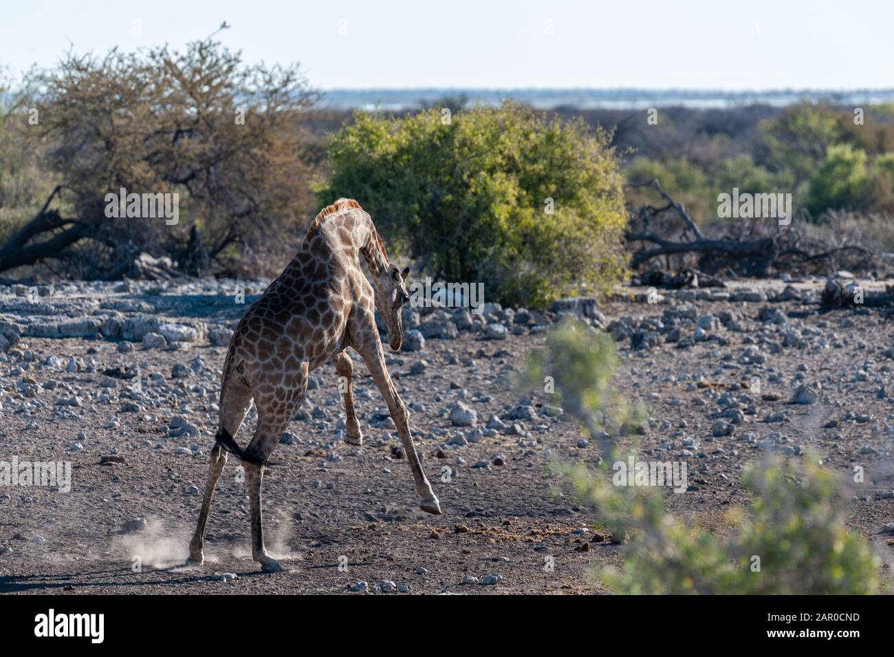 Eine angolanische Giraffe - Giraffa giraffa angolensis nervös in der Nähe von einem Wasserloch im Etosha National Park, Namibia galoppieren. Stockfoto