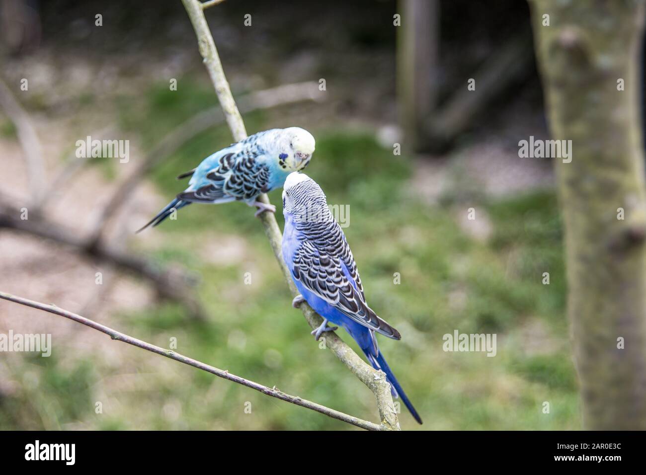 Singende Sittiche sitzen auf Ast Stockfoto