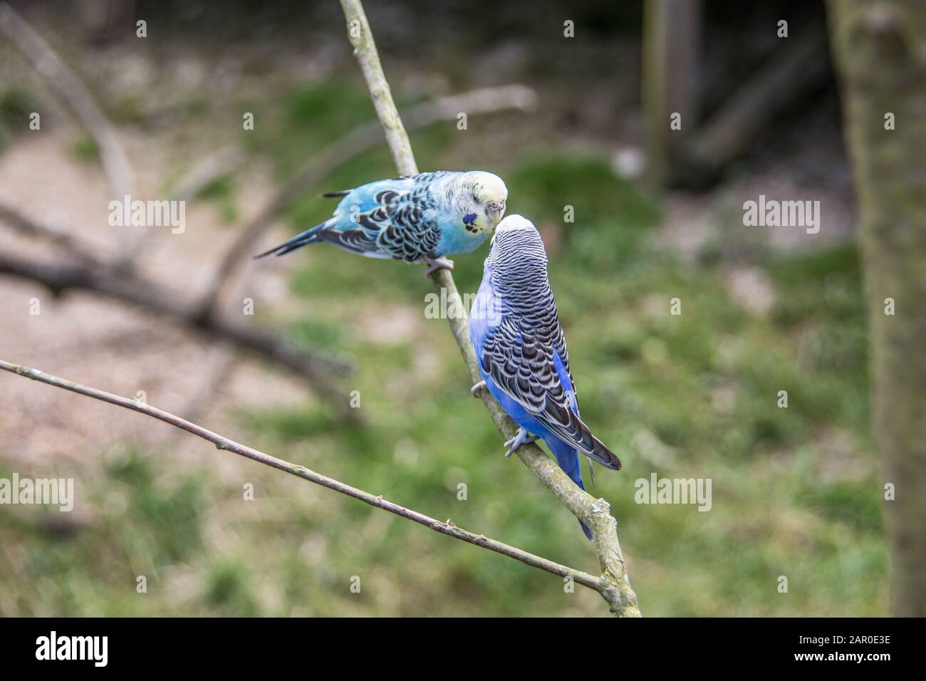 Singende Sittiche sitzen auf Ast Stockfoto