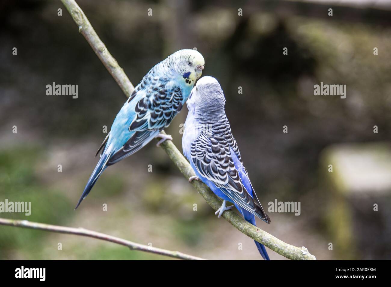 Singende Sittiche sitzen auf Ast Stockfoto