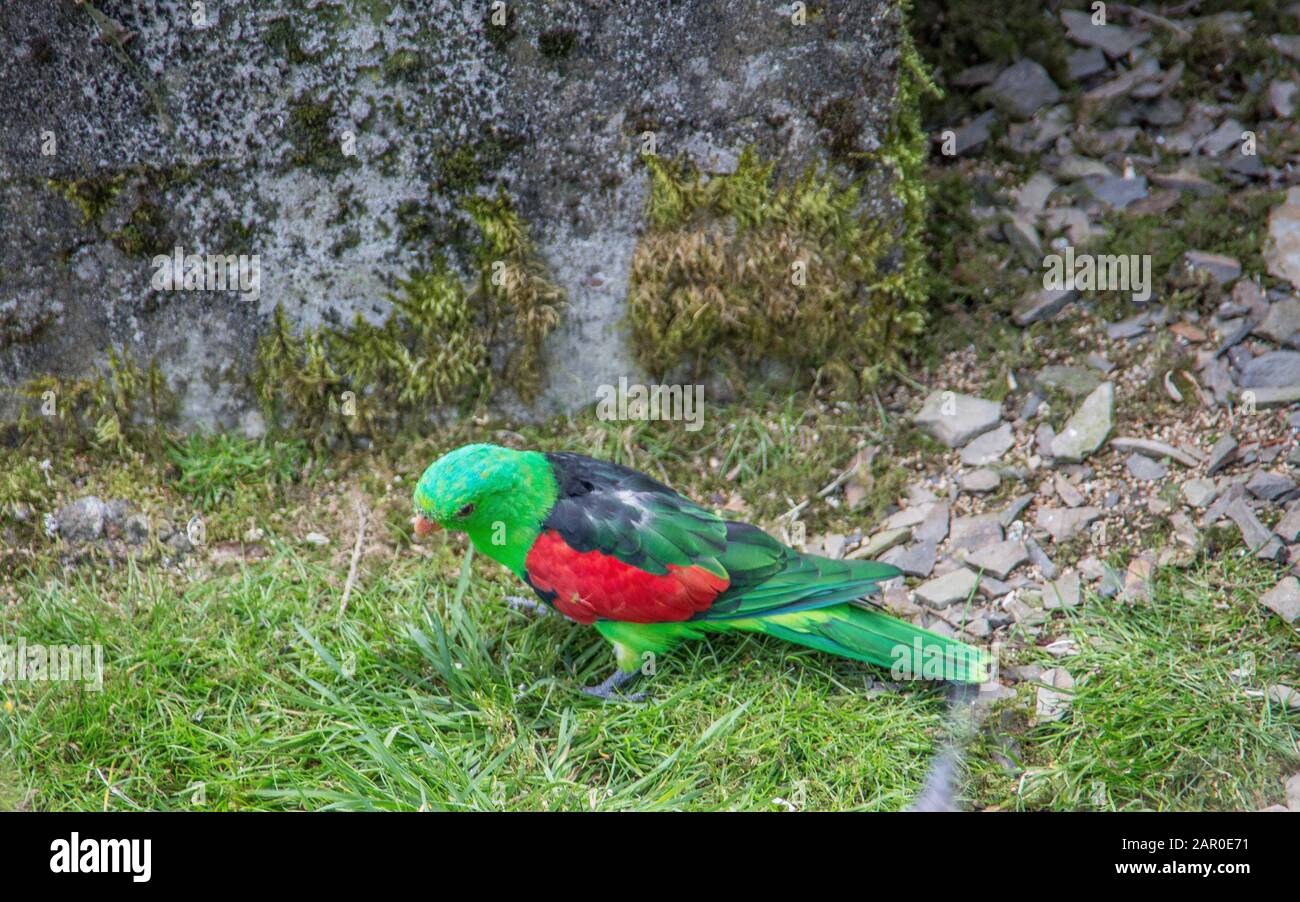 Singende Sittiche sitzen auf Ast Stockfoto