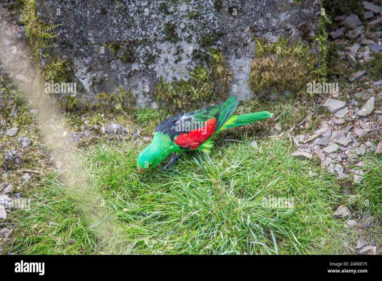 Singende Sittiche sitzen auf Ast Stockfoto