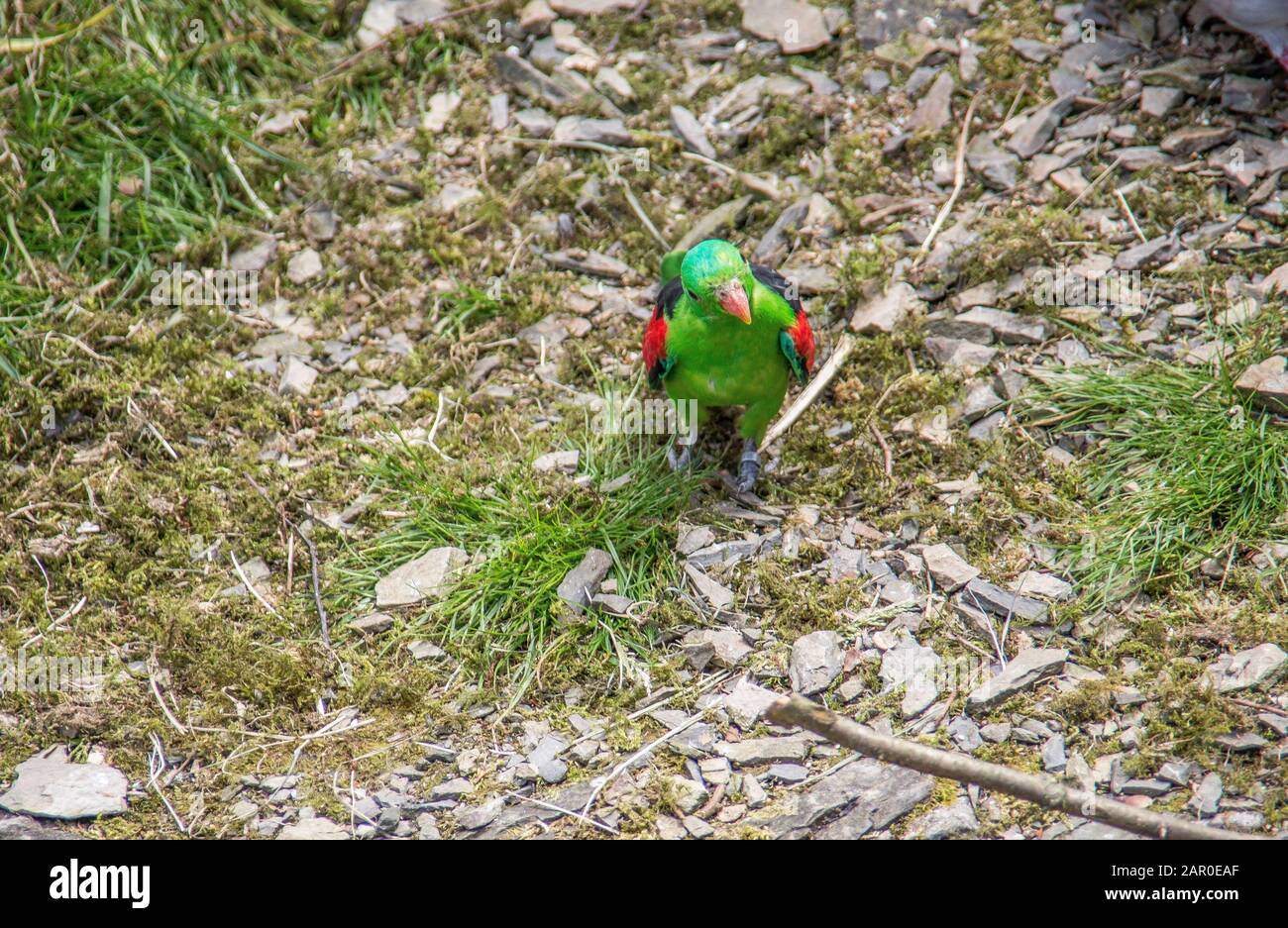 Singende Sittiche sitzen auf Ast Stockfoto