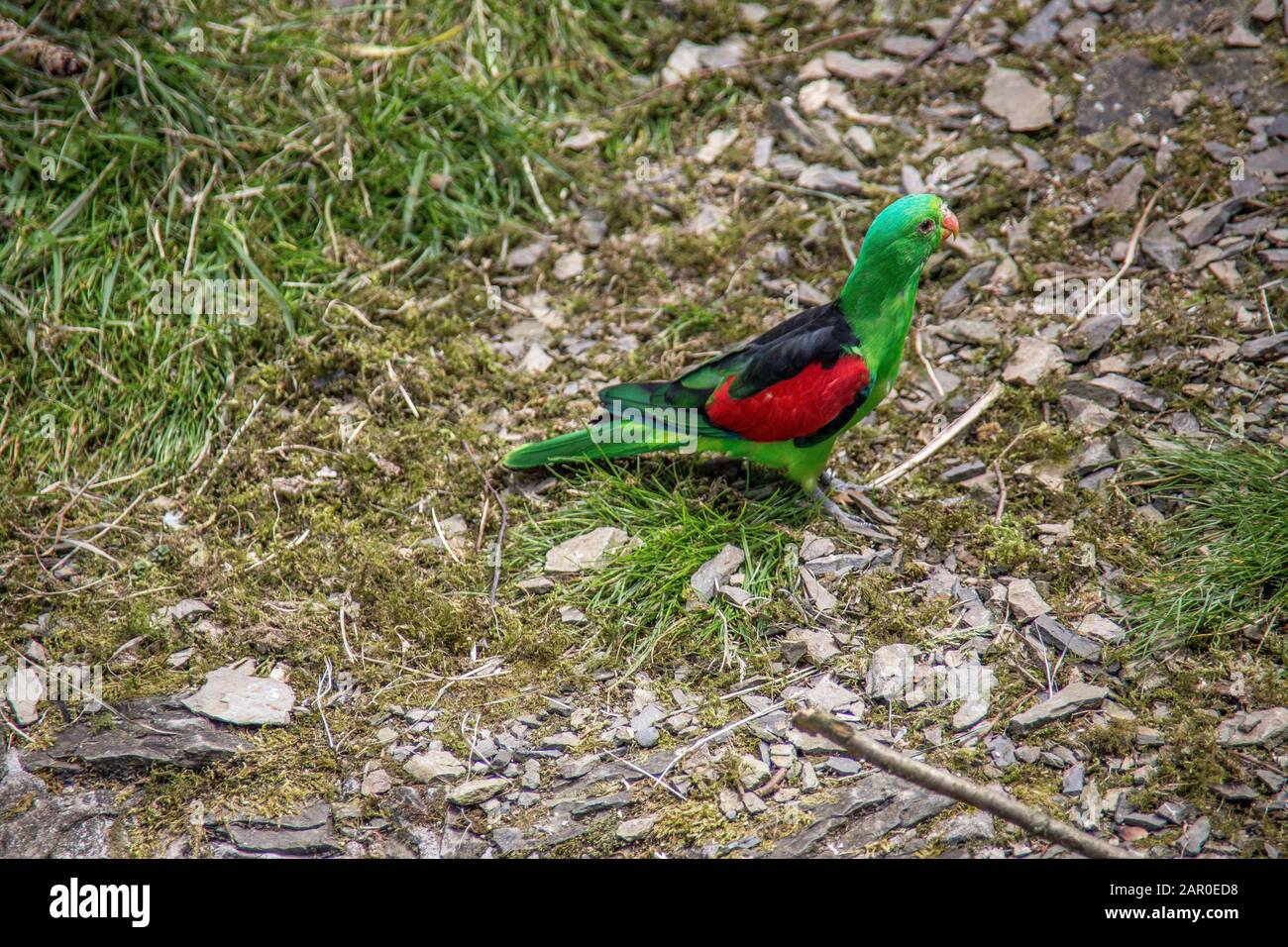 Singende Sittiche sitzen auf Ast Stockfoto