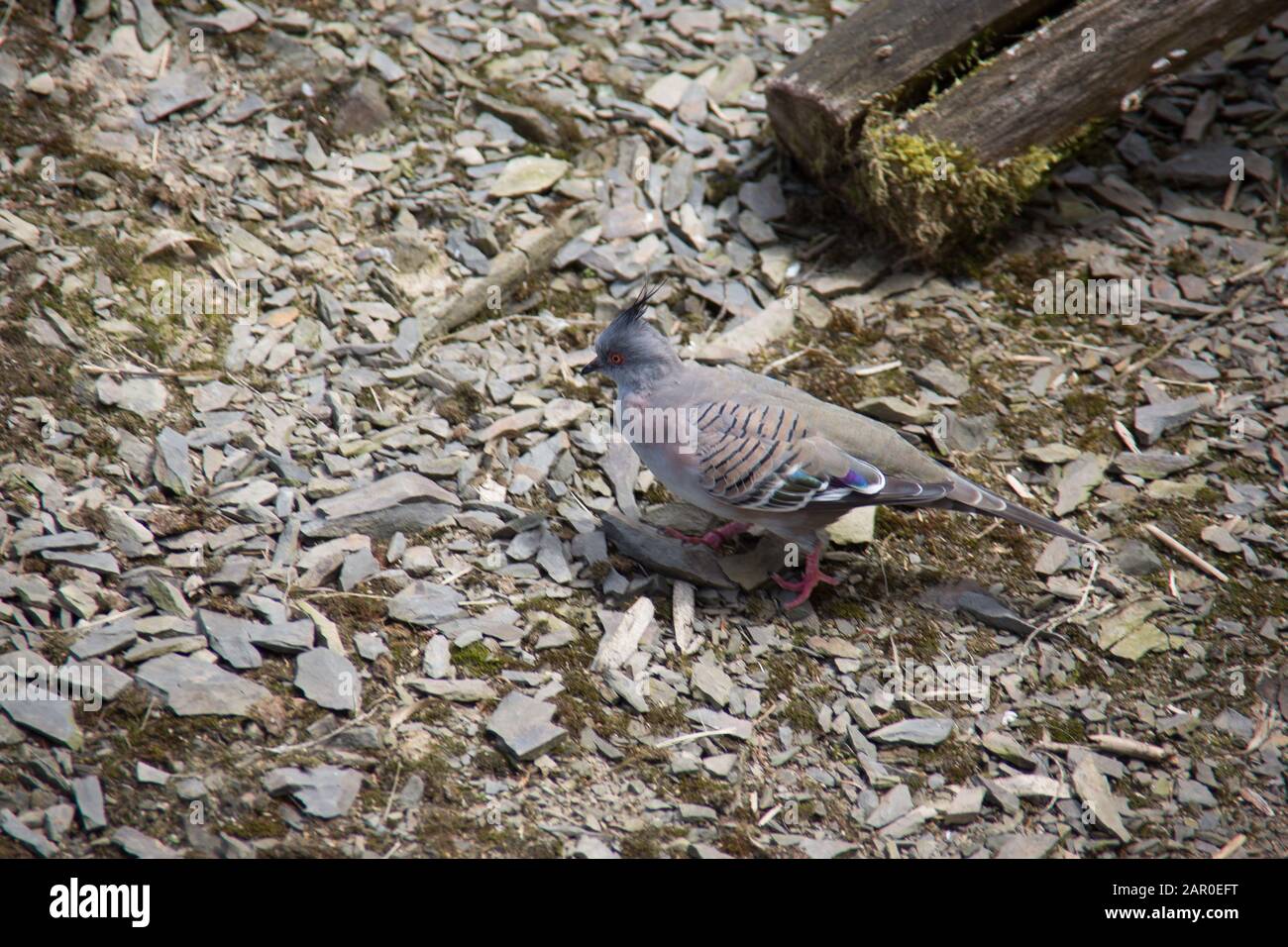 Singende Sittiche sitzen auf Ast Stockfoto