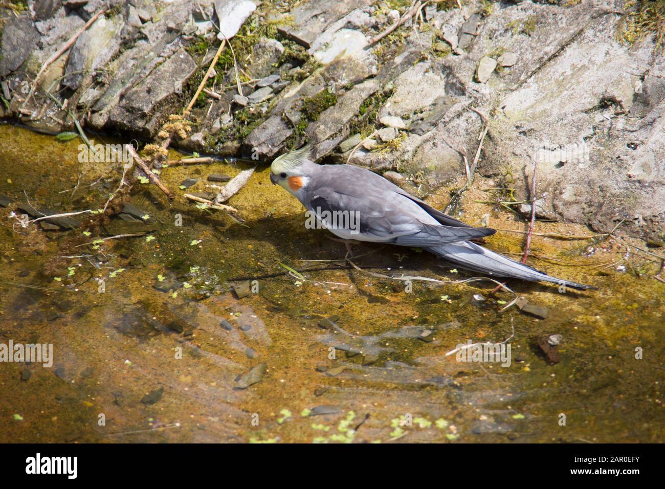 Singende Sittiche sitzen auf Ast Stockfoto