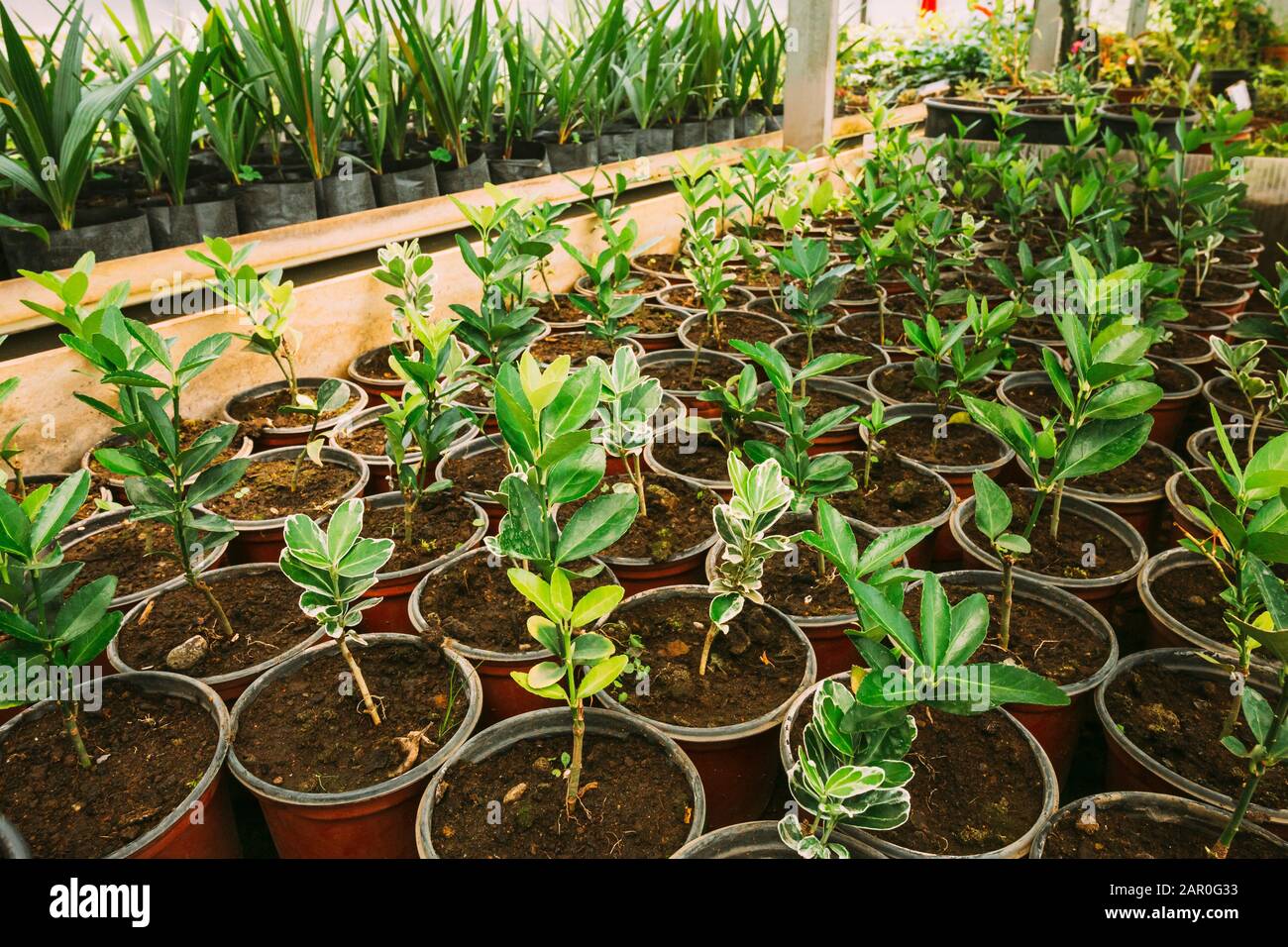 Grünen Sprossen von Pflanzen aus dem Boden In Töpfen im Gewächshaus oder Gewächshaus. Frühling, Konzept des neuen Lebens. Stockfoto