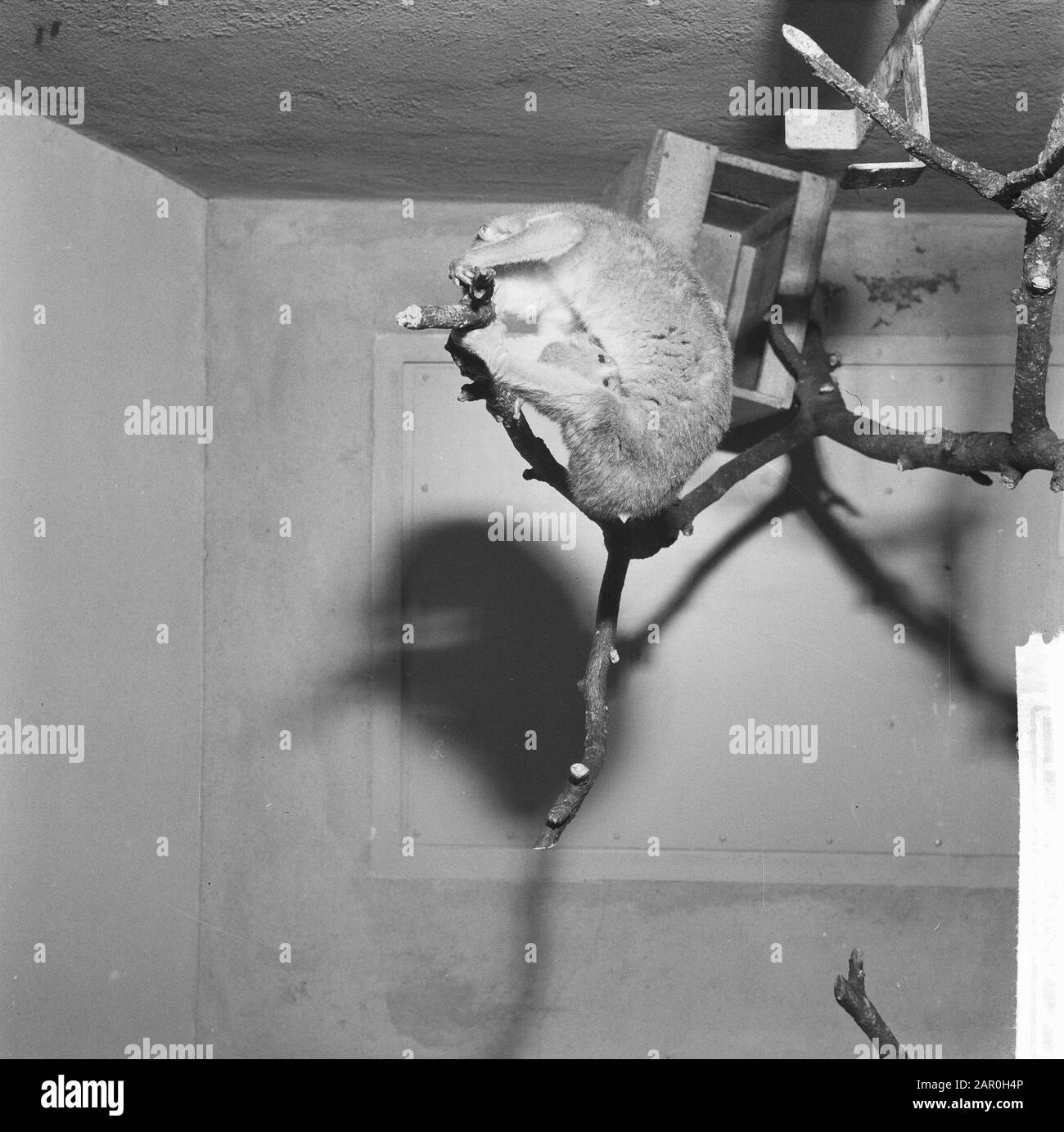 Weltweit erster in Artis. Ein Angwantibo oder Beermaki (Halbaffe) geboren am: 23. Dezember 1963 Ort: Amsterdam, Noord-Holland Schlüsselwörter: Zoo TUINEN Institutionenname: Artis Stockfoto