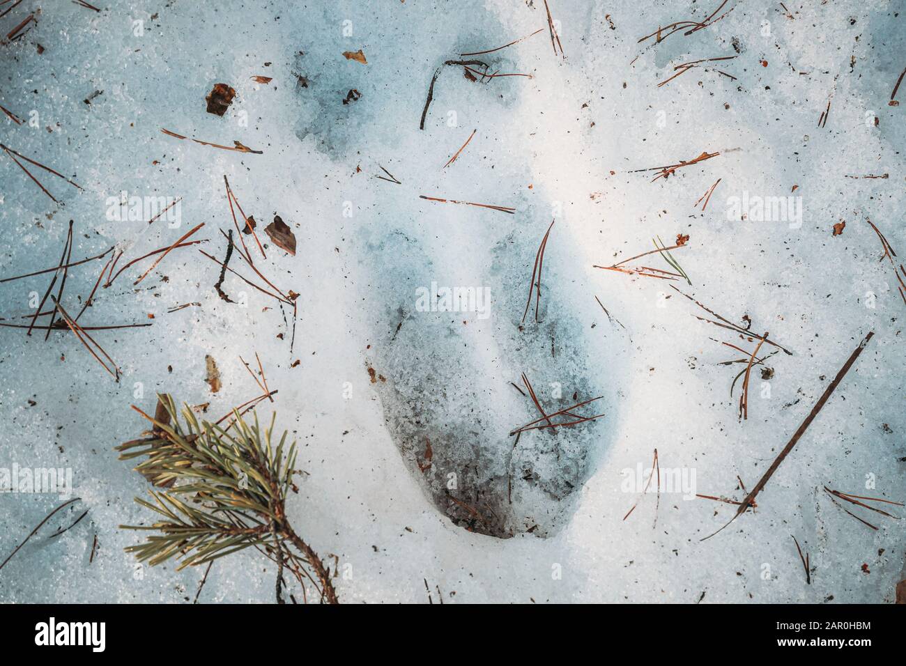 Imprint Of An Elk Trail On Snow. Moose Trail Auf Forest Ground In Der Wintersaison. Weißrussland Oder Europäischer Teil Russlands Stockfoto