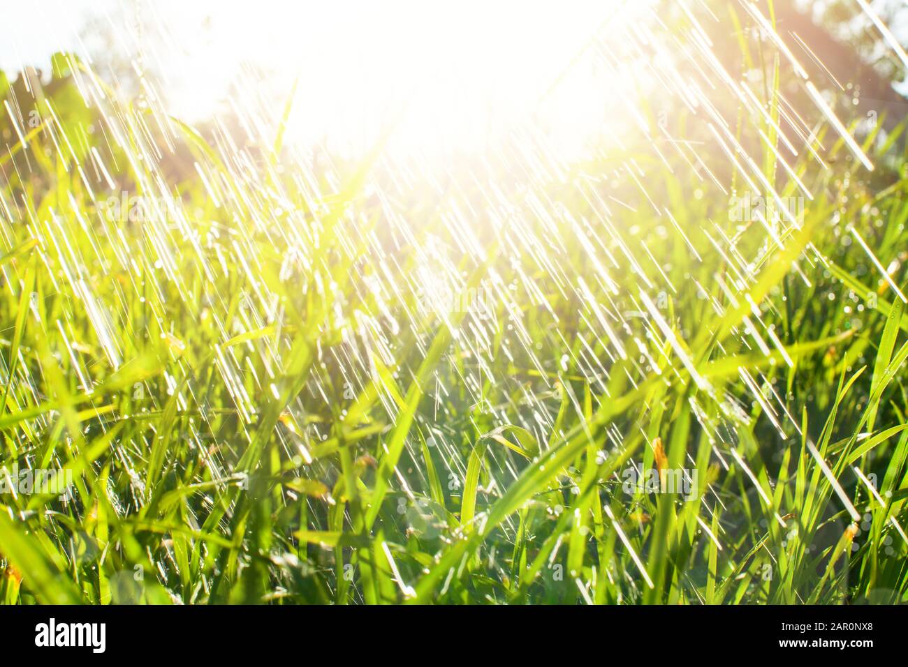 Grünes Gras mit Regen- und Wassertropfen und Sonnenlicht-Flares. Stockfoto