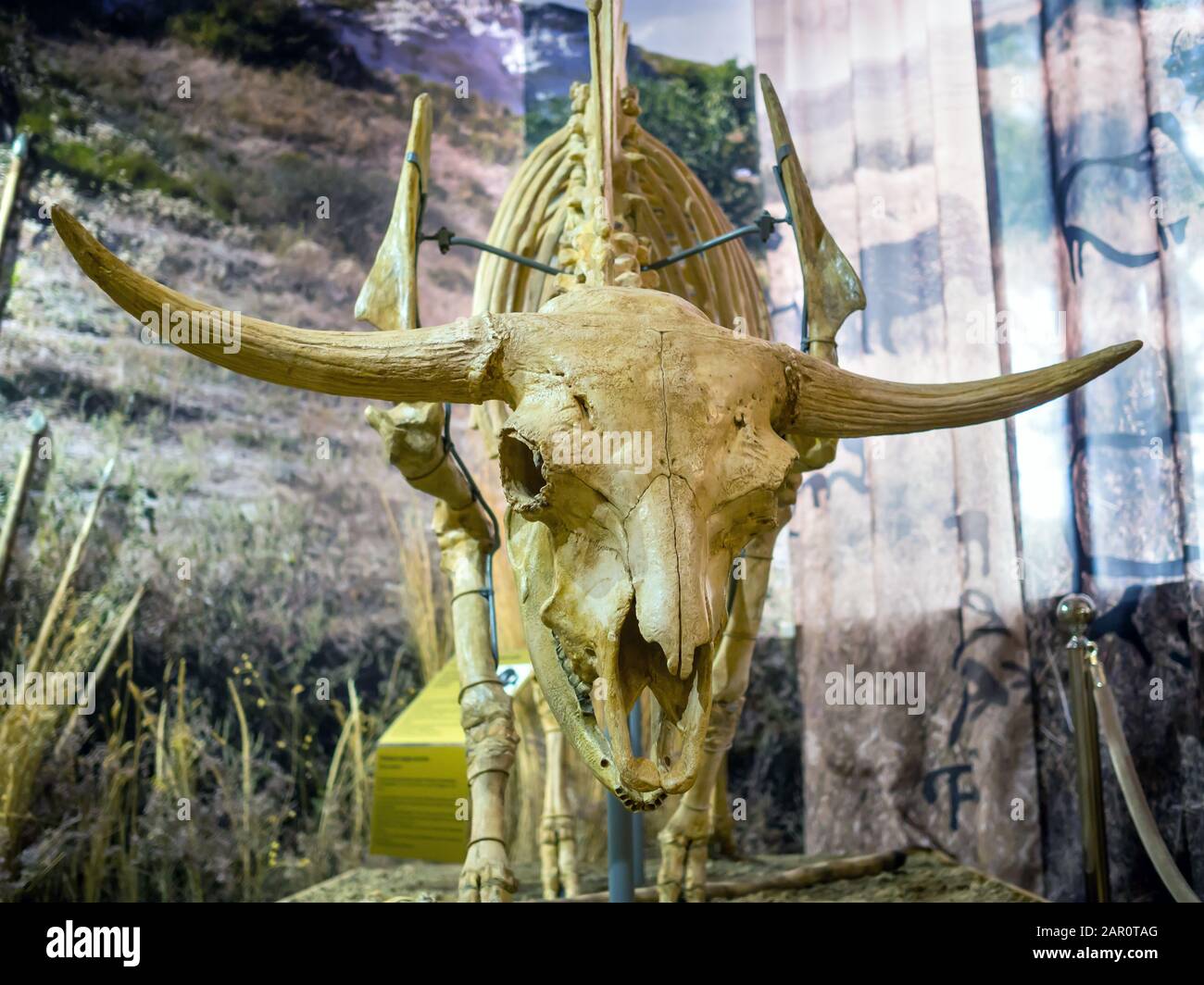 Asov, Russland - 27. Juli 2019: Schädel des Steppenbisons. Ausstellung des Asowschen Historischen und archäologischen und Paläontologischen Museums. Stockfoto
